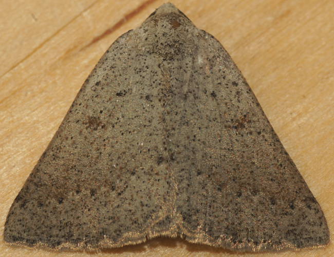 Maroon-spot Cape-moth (Furcatrox serrula)