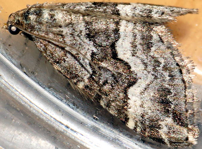 Tan Carpet Moth (Unplaced cryeropa)