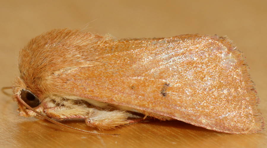 Ruby Owlet Moth (Australothis rubrescens)