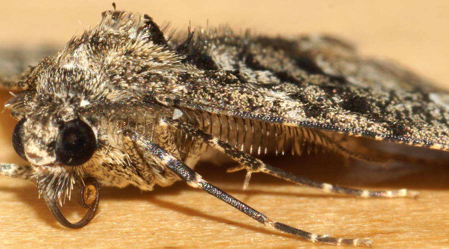 Tufted Bark Moth (Lipogya leucoprosopa)