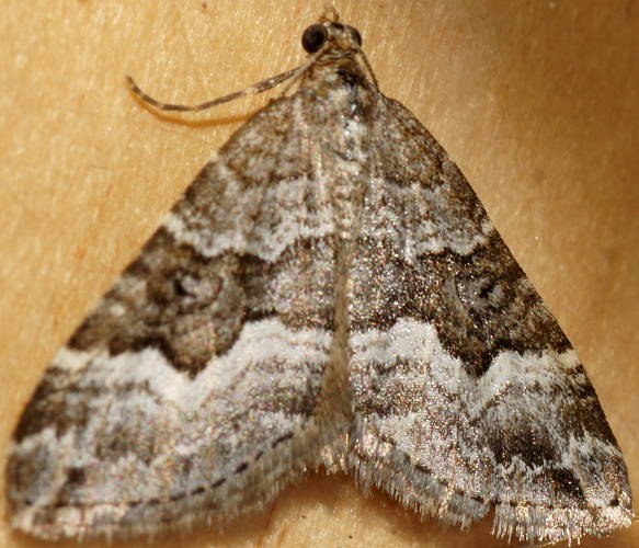 Tan Carpet Moth (Unplaced cryeropa)