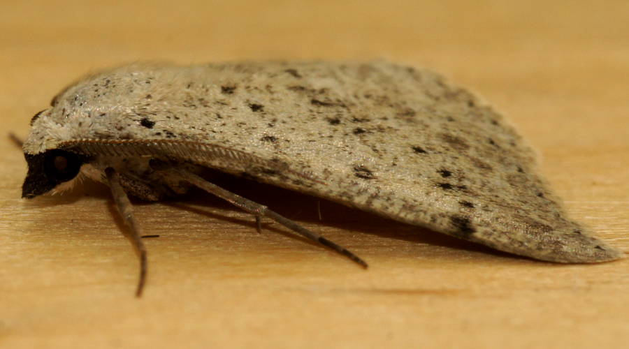 Desert Nearcha Moth (Nearcha aridaria)