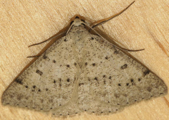 Desert Nearcha Moth (Nearcha aridaria)