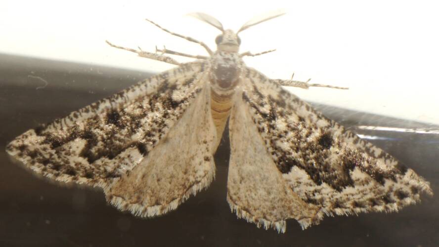 Frosty Cape-moth (Hypsitropha ANIC1)