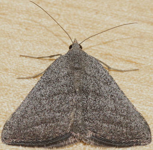 Laced Grey Heath Moth (Dichromodes cf sp ES02)