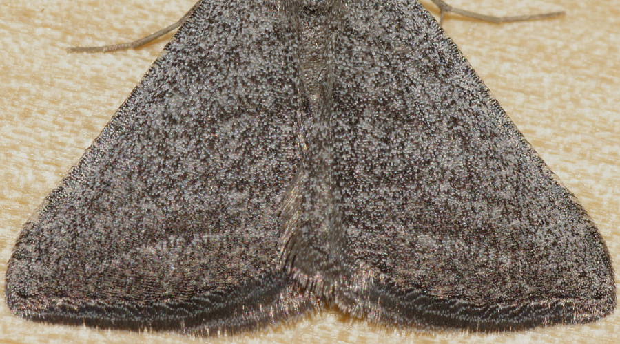 Laced Grey Heath Moth (Dichromodes cf sp ES02)