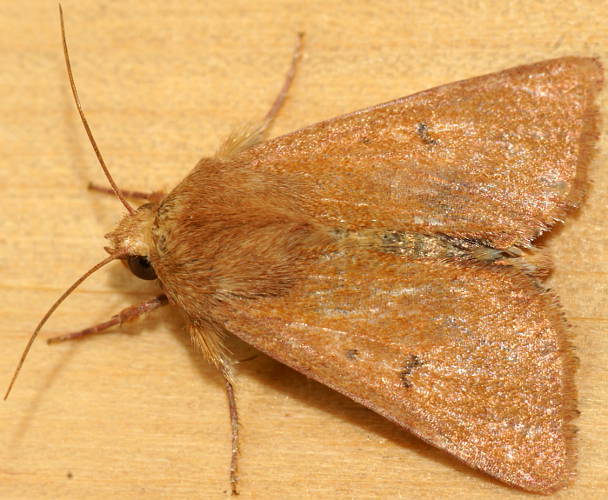 Ruby Owlet Moth (Australothis rubrescens)