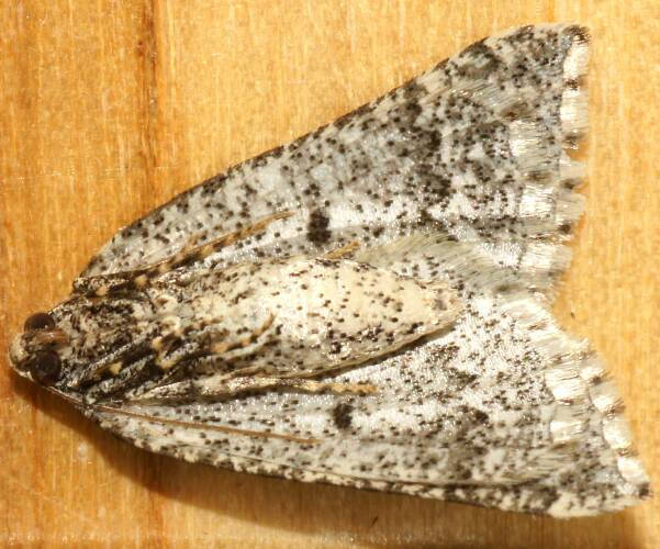 Frosty Cape-moth (Hypsitropha ANIC1)
