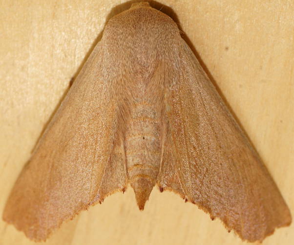 Dark Leaf Moth (Monoctenia smerintharia)
