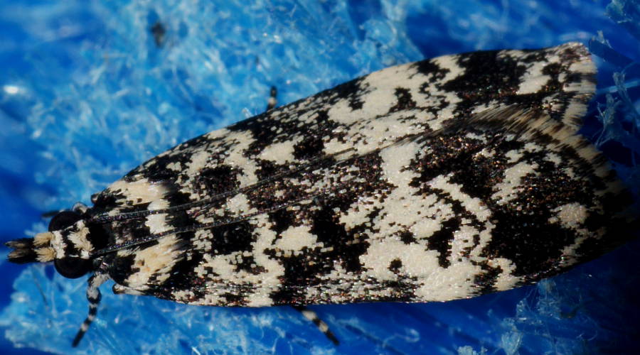Black & White Crambid (Scoparia exhibitalis)