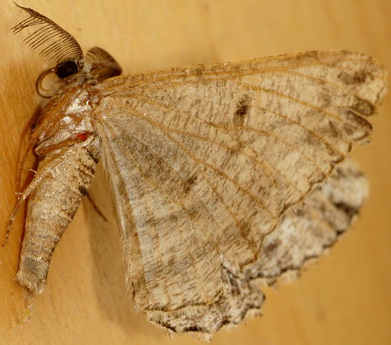Dryland Bark Moth (Scioglyptis sp)