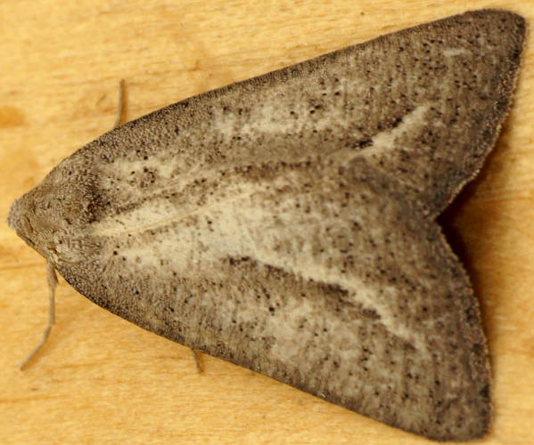 Crescent Cape-moth (Amelora idiomorpha)