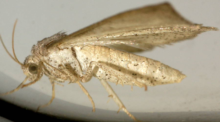 Crescent Cape-moth (Amelora idiomorpha)