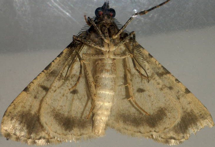 Tufted Bark Moth (Lipogya leucoprosopa)