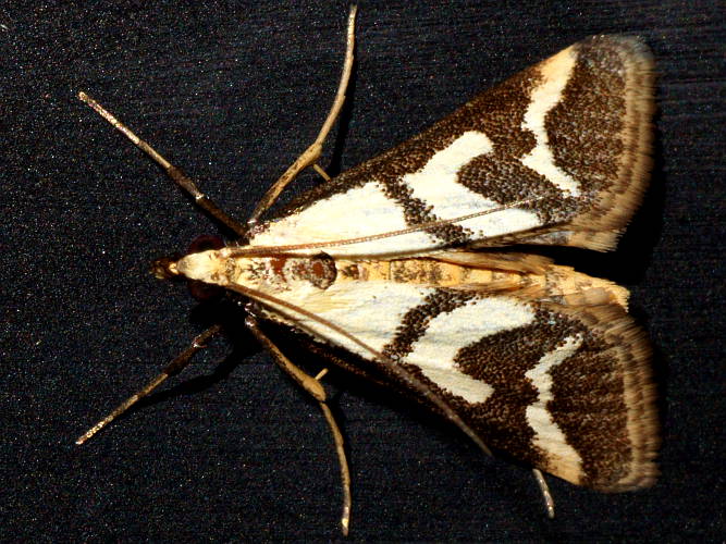 Metallarcha Moth (Metallarcha thiophara)