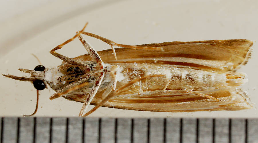 Long-palped Webworm (Hednota longipalpella)