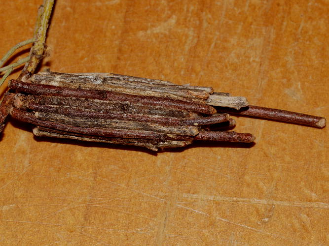 Faggot Case Moth (Clania ignobilis)
