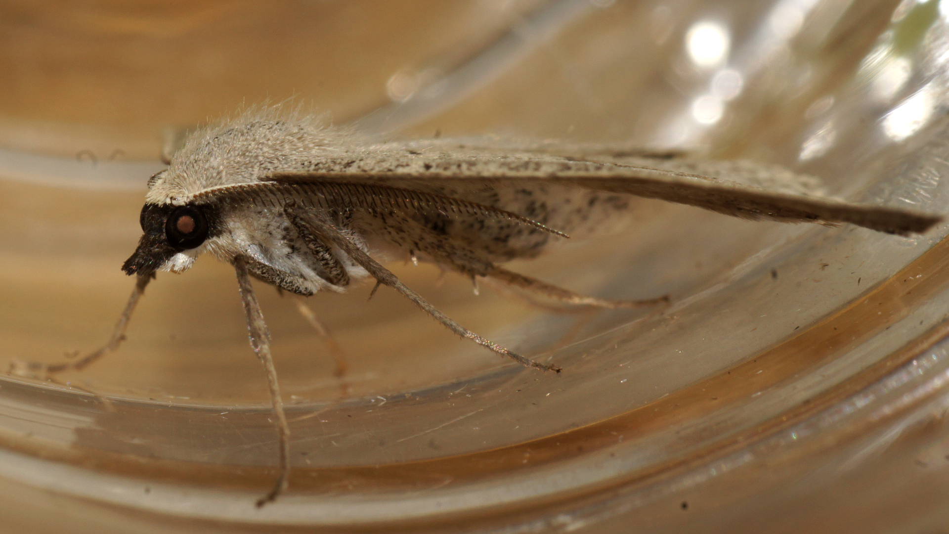 Grey Nearcha Moth (Nearcha dasyzona)