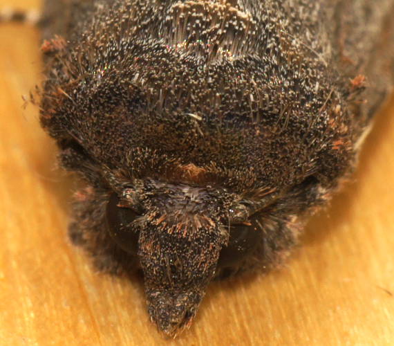 Tasmanian Cutworm Moth (Dasygaster padockina)