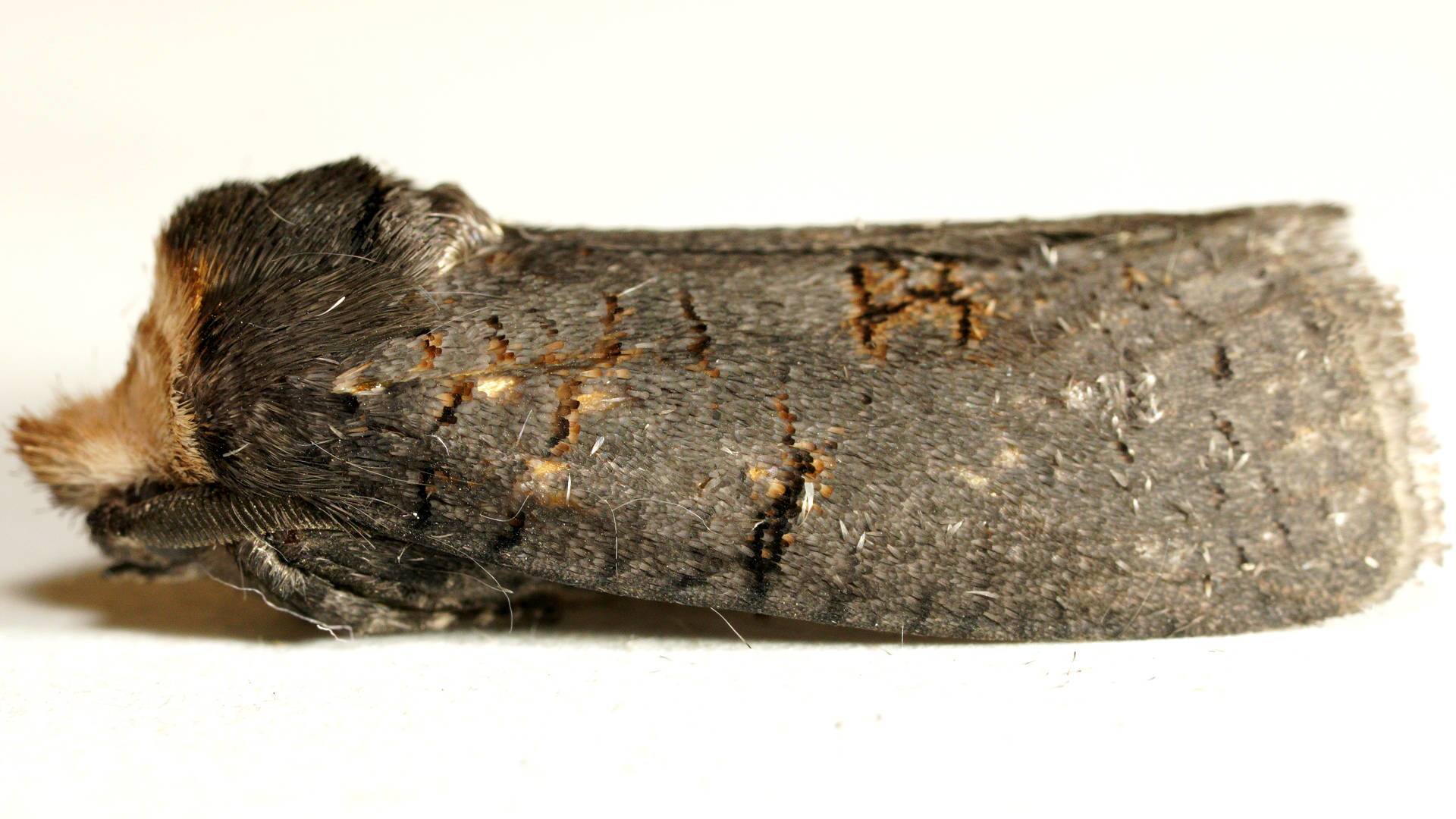 Singed Wood Moth (Culama crepera)