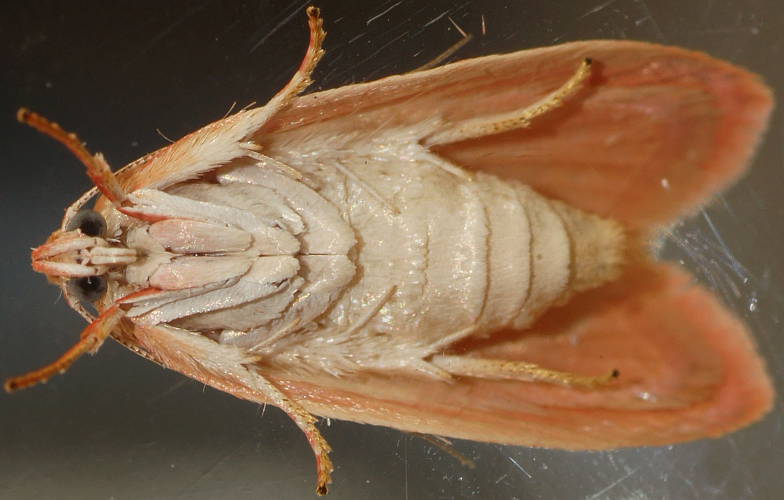 Pink Modest Moth (Garrha pudica)