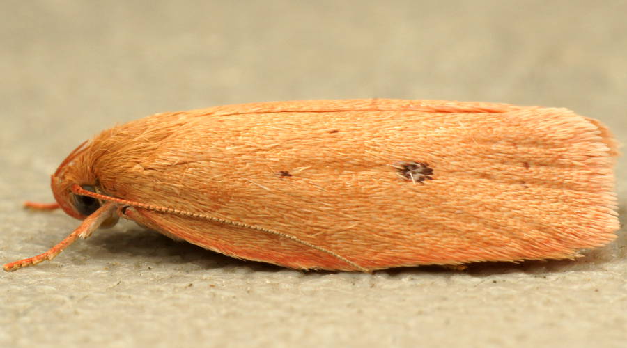 Pink Modest Moth (Garrha pudica)