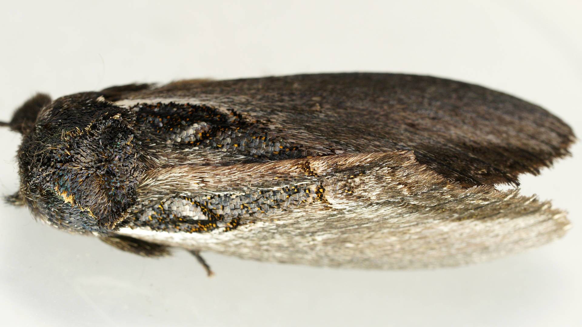 Undescribed Rough-head (Hylaeora MoV1)