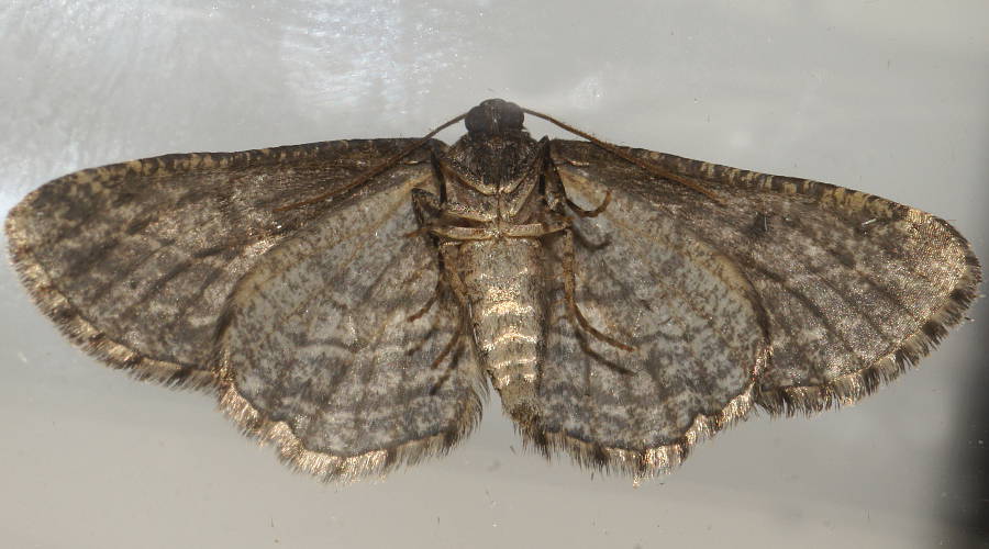 Dark Desert Bark Moth (Psilosticha loxoschema)