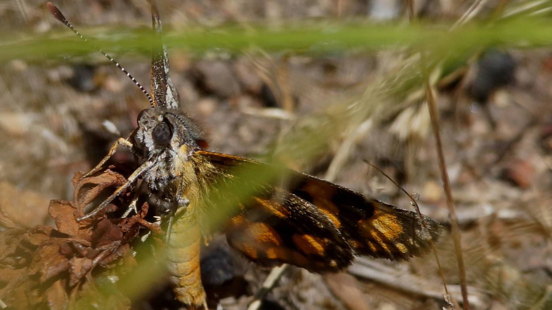 Orange-spotted Sun Moth (Synemon parthenoides ssp parthenoides)