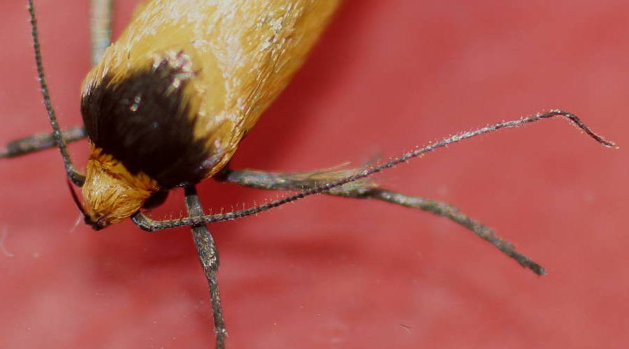Purple-sheen Concealer Moth (Philobota ancylotoxa)