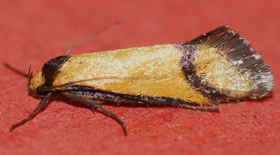 Purple-sheen Concealer Moth (Philobota ancylotoxa)