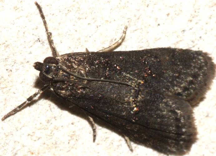 Mourning Pyralid Moth (Catamola funerea)
