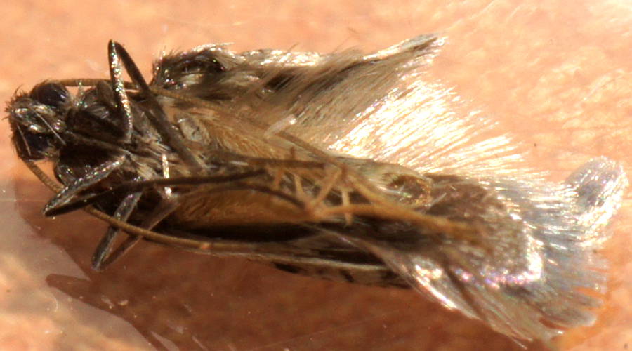 Dapled Fairy Longhorn Moth (Ceromitia cf iolampra)