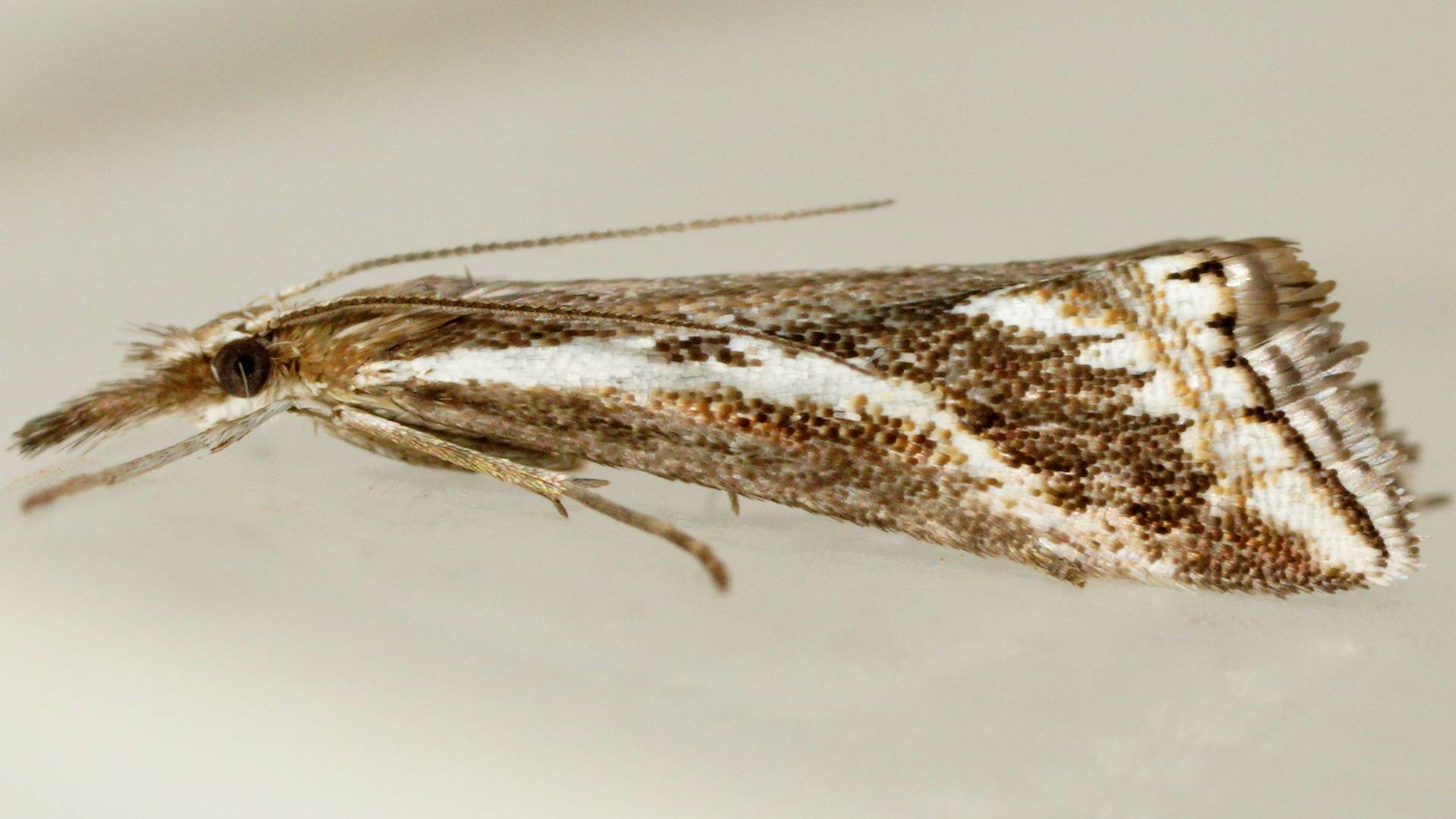 Small-kite Moth (Autarotis milvellus)