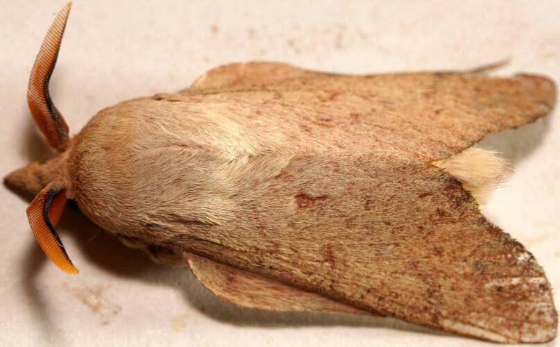 Gum Snout Moth (Entometa guttularis)