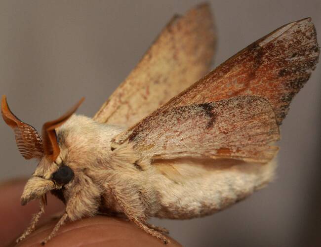 Gum Snout Moth (Entometa guttularis)