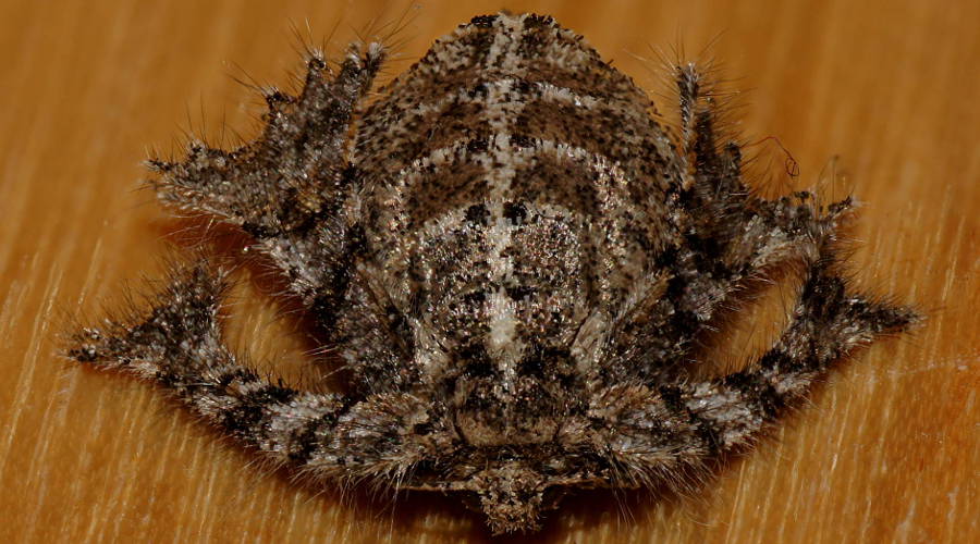 Spider-mimicking Moth (Zermizinga sinuata)