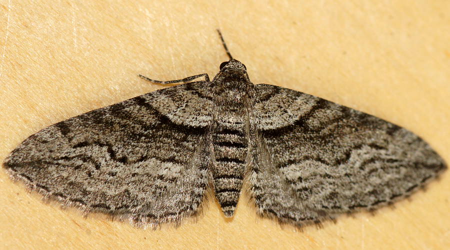 Grey Carpet Moth (Hypycnopa delotis)