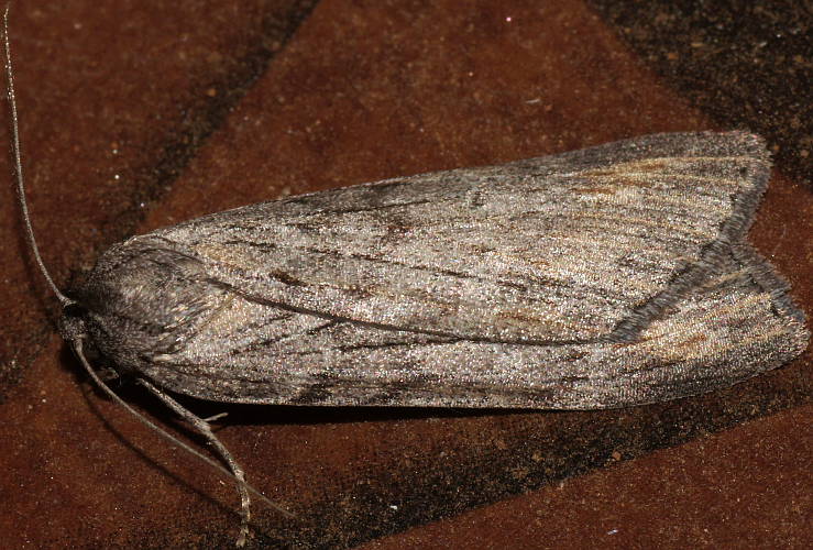 Grey Crest-moth (Chlenias banksiaria)