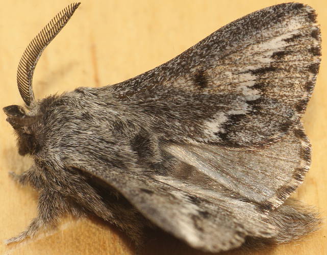 Black Striked Snout Moth (Symphyta MoV2)