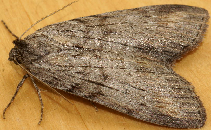 Grey Crest-moth (Chlenias banksiaria)
