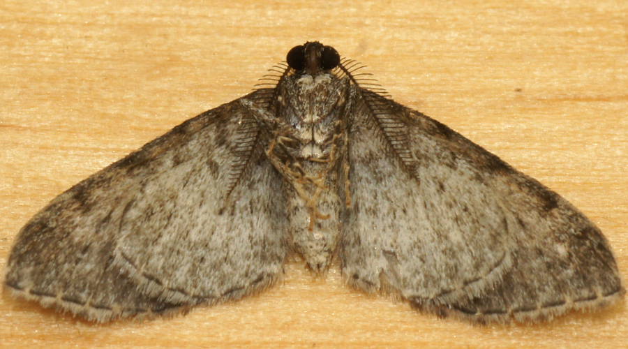 Grey Carpet Moth (Hypycnopa delotis)