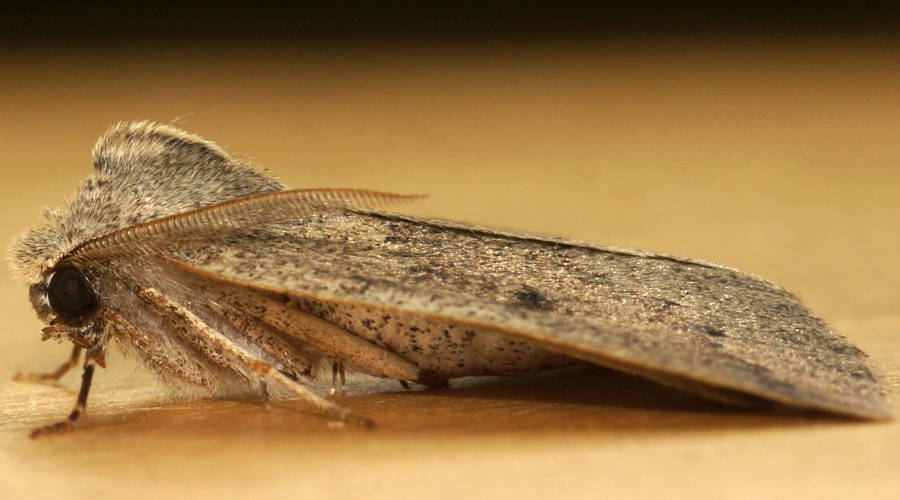 Four-spot Cape-moth (Androchela milvaria)