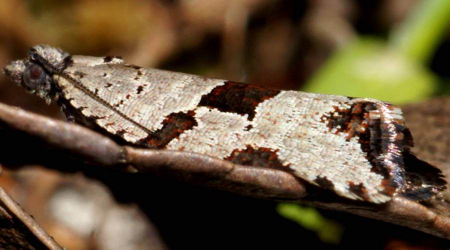Striking Tortrix Moth (Meritastis pyrosemana)
