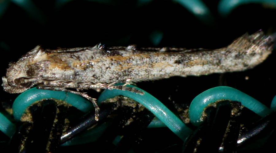 Shark moth (Epermenia cf exilis)