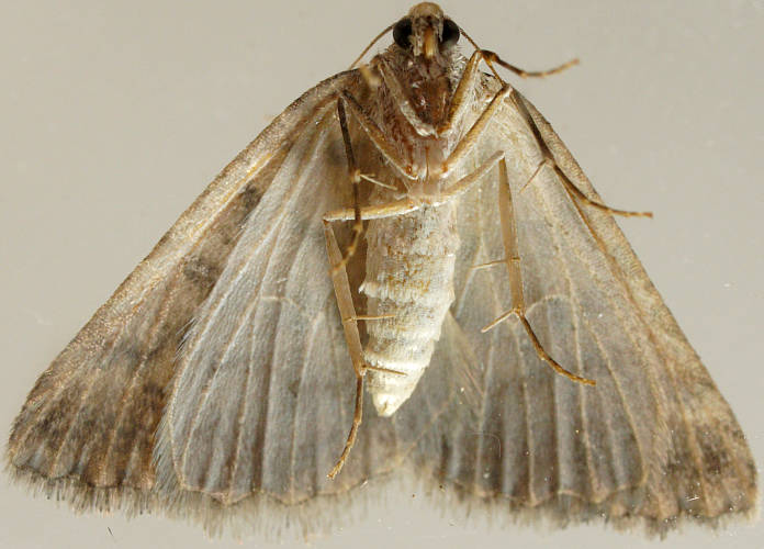 Orange-ribbed Cape-moth (Amelora ANIC17)