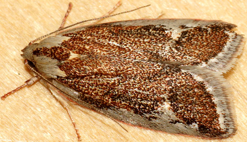 Rusty Wingia Moth (Euchaetis ANIC34)