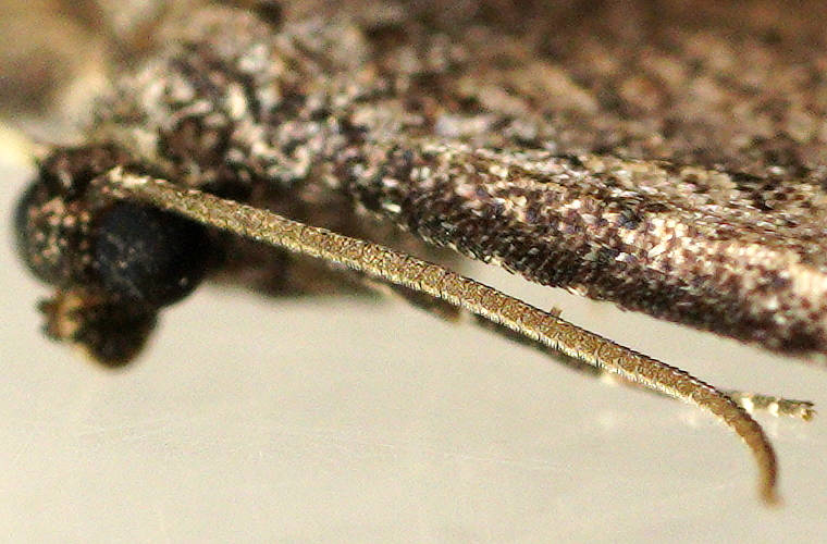 Undescribed Carpet Moth (Chrysolarentia sp ES01)