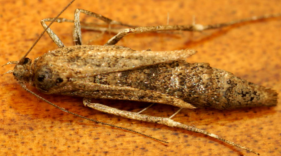 Brown Ground Moth (Philobota sp ES02)