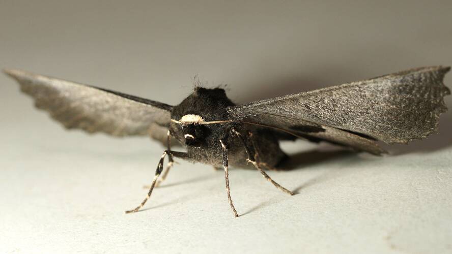 Ragged-leaf Moth (Nycticleptes lechriodesma)